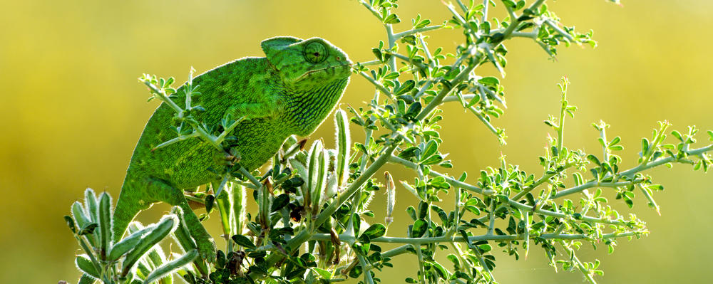Passing the Pillars of Hercules3
