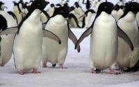 assets/Uploads/_resampled/SetWidth200-Copy-of-penguin-traffic-on-the-fast-ice-8-adjusted.jpg