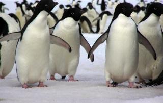 assets/Uploads/_resampled/SetWidth320-Copy-of-penguin-traffic-on-the-fast-ice-8-adjusted.jpg