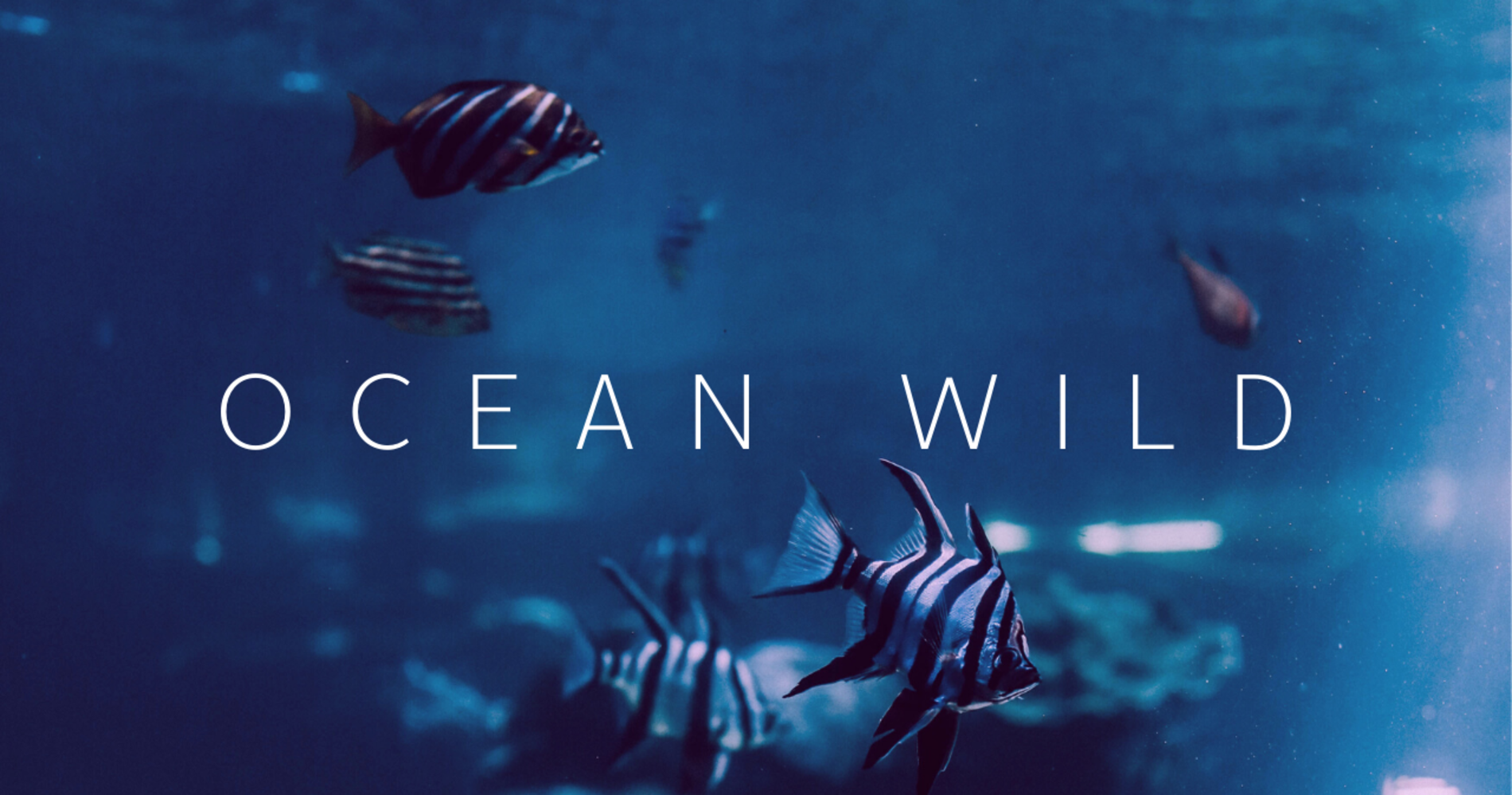 Океан слов. Wild Ocean. Sale Ocean International.